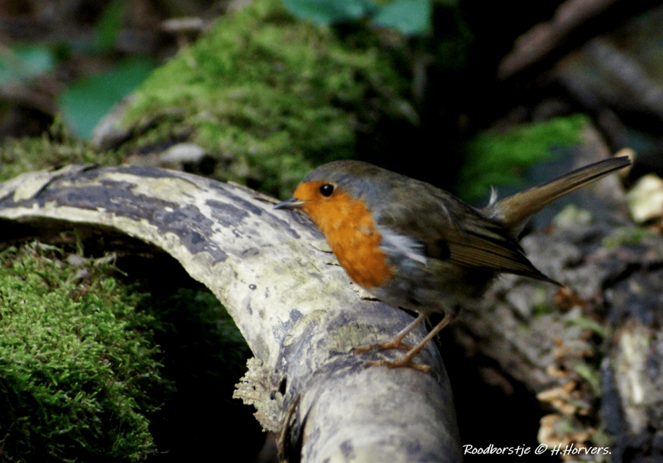 Roodborstje - Vogels - Roodborstje