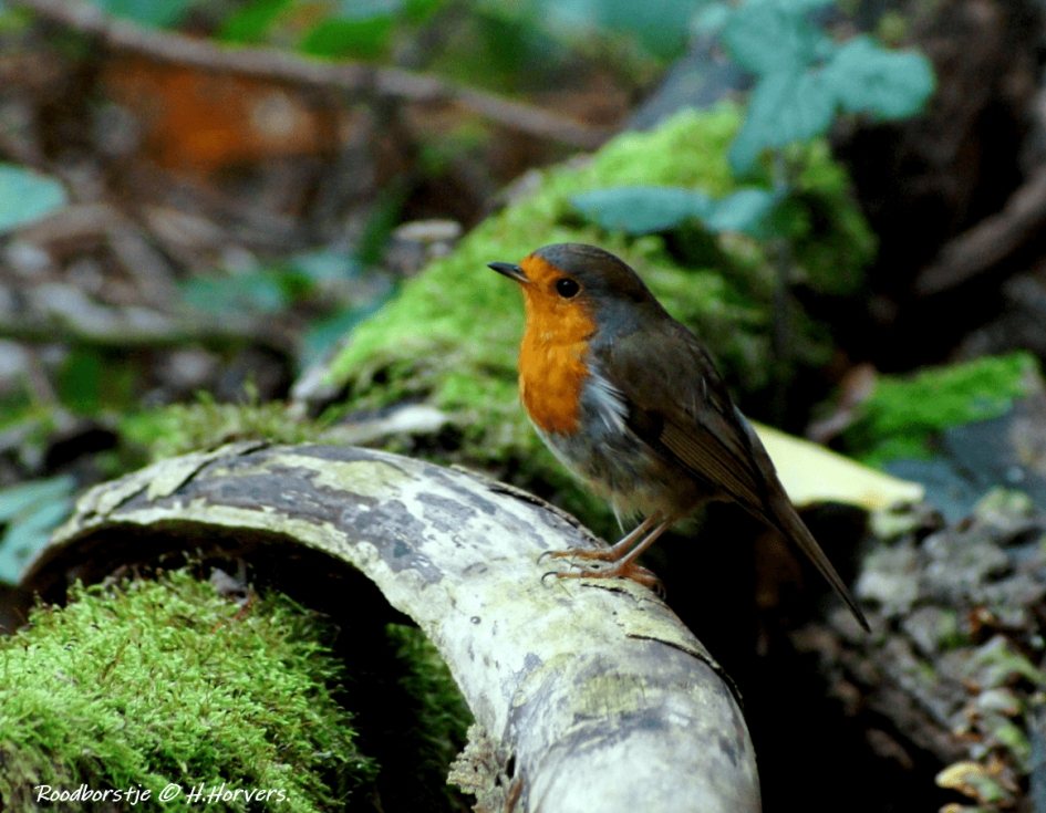 Roodborstje - Vogels - Roodborstje