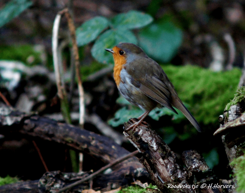 Roodborstje - Vogels - Roodborstje