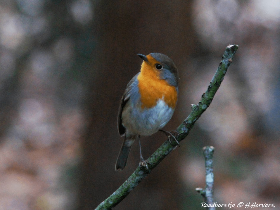 Roodborstje - Vogels - Roodborstje