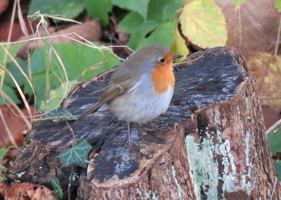 Roodborstje - Vogels - roodborstje