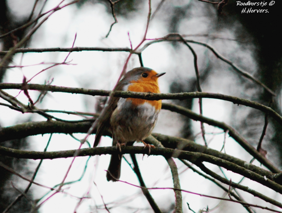Roodborstje - Vogels - Roodborstje