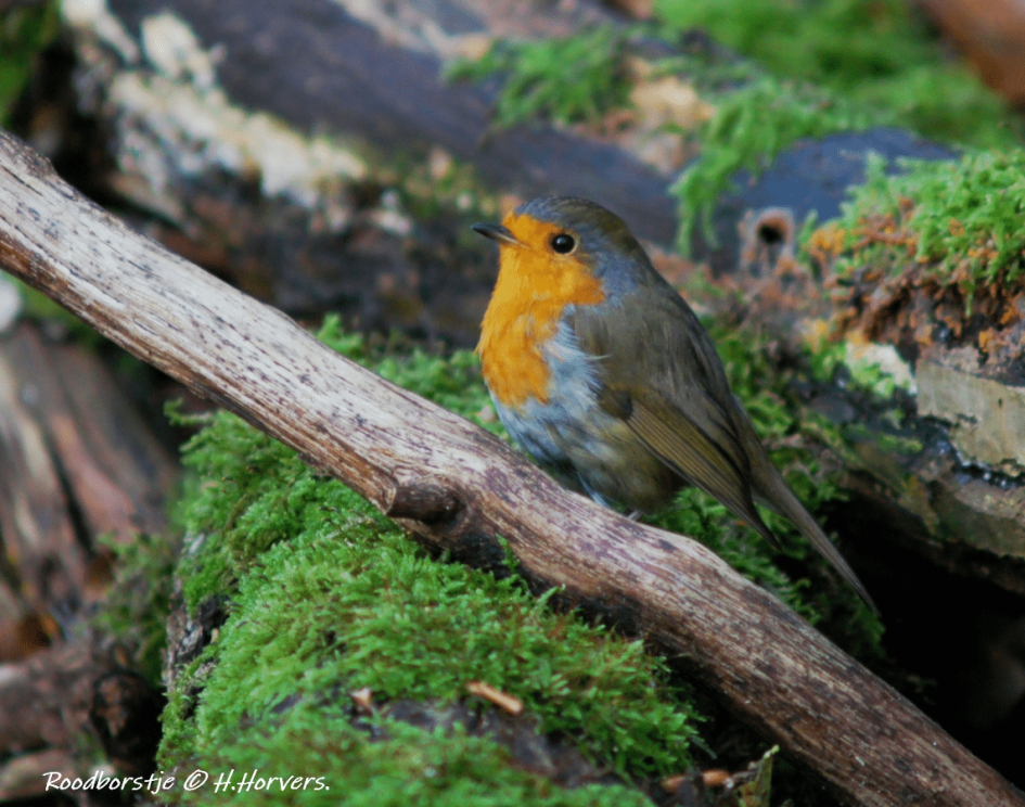 Roodborstje - Vogels - Roodborstje