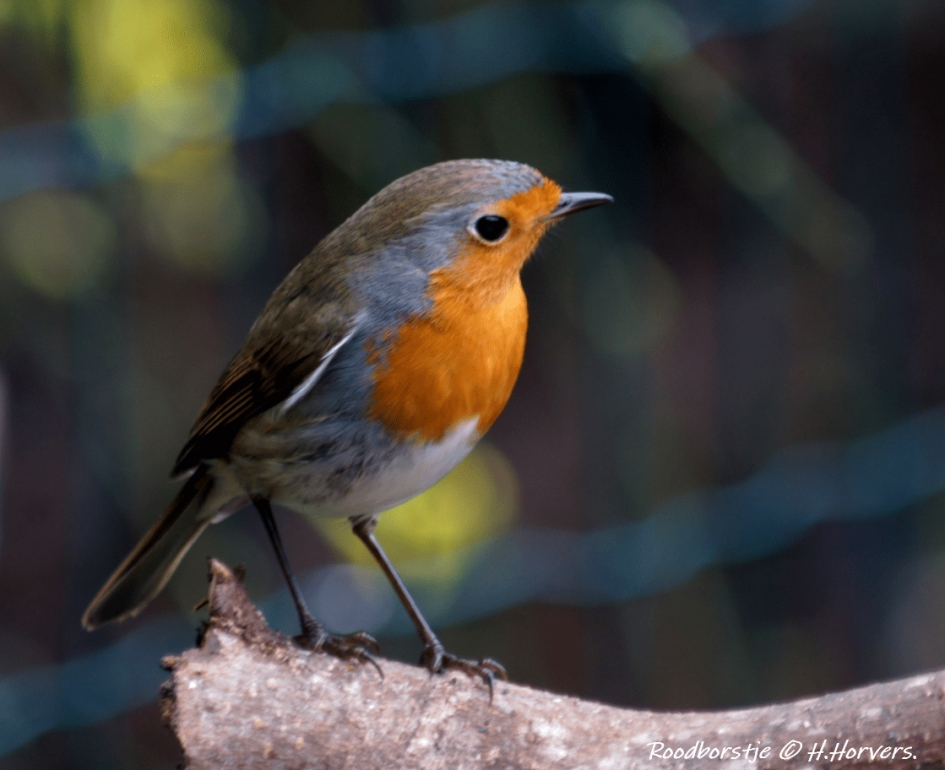 Roodborstje - Vogels - Roodborstje
