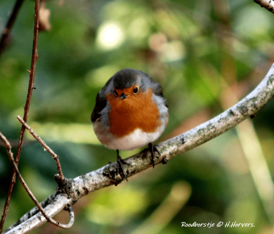 Roodborstje - Vogels - Roodborstje