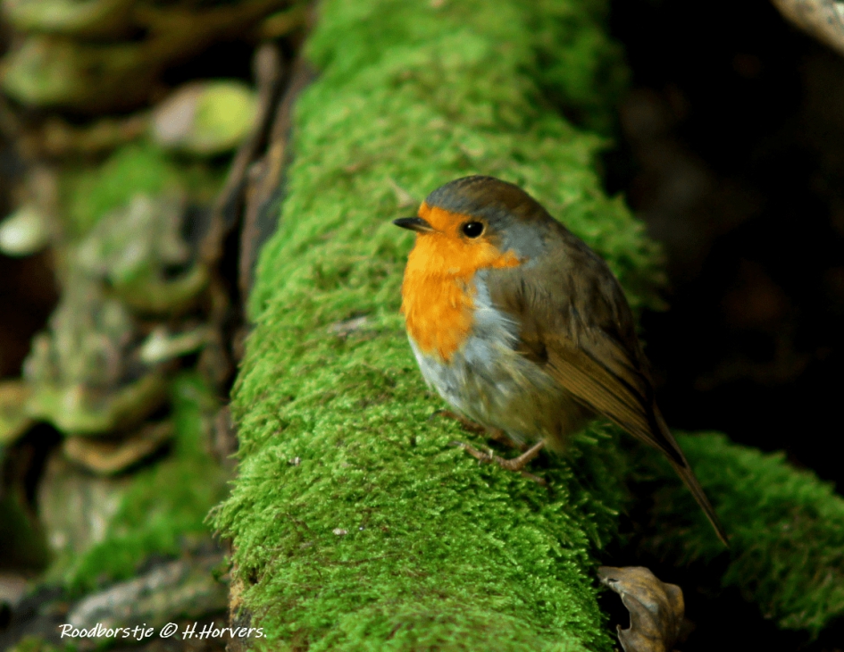 Roodborstje - Vogels - Roodborstje