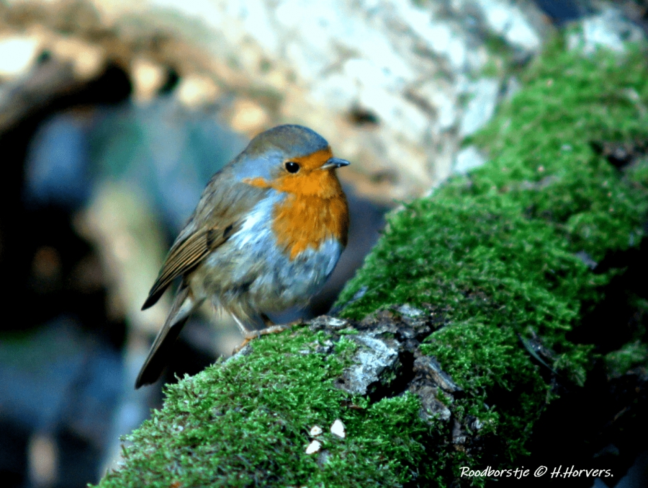 Roodborstje - Zoogdieren - Roodborstje
