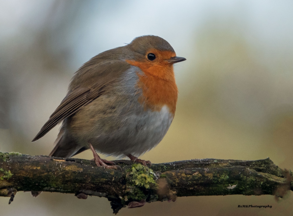 Roodborstje. - Vogels - Roodborstje.
