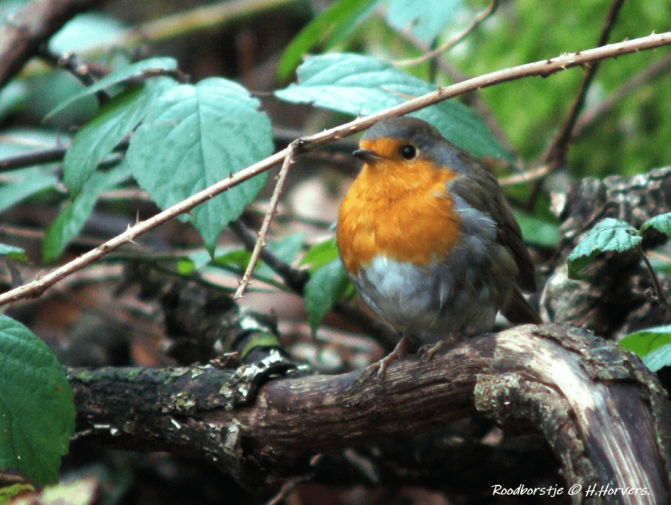Roodborstje - Vogels - Roodborstje