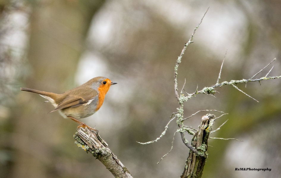 Roodborstje. - Vogels - Roodborstje.
