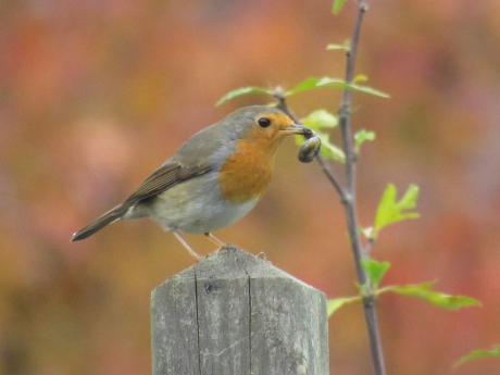 Roodborstje in de herfst kleuren