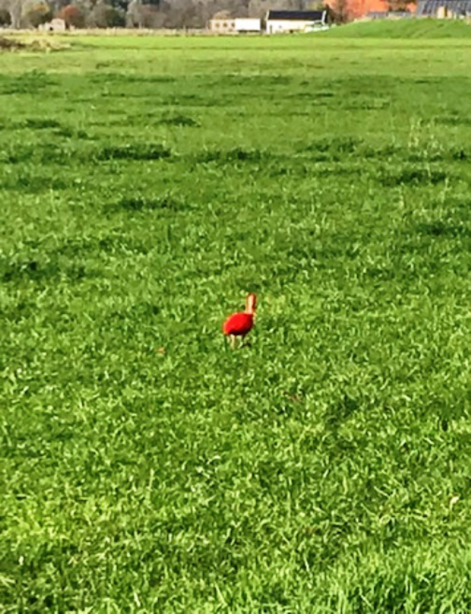 roze vogel in de ooijpolder - Vogels - 