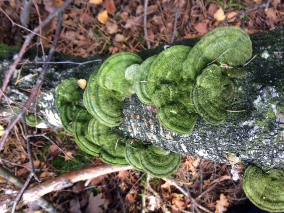 Ruig elfenbankje - Schimmels - Ruig elfenbankje