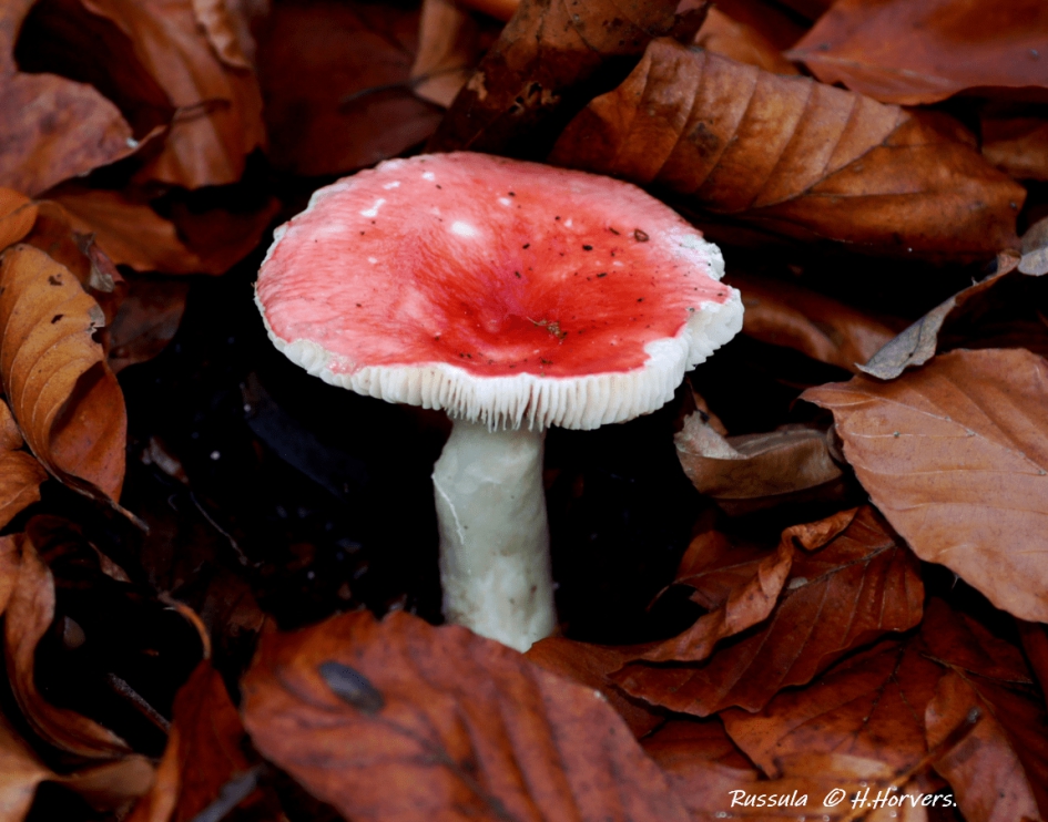 Russula - Schimmels - Russula