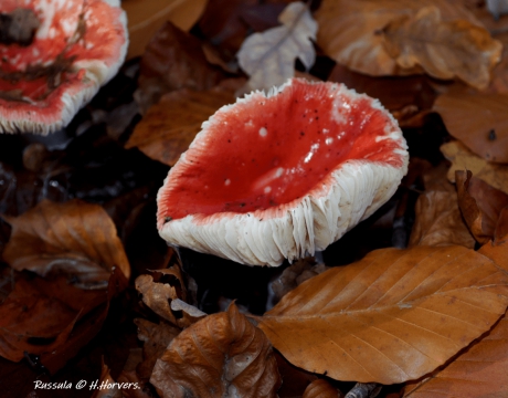Russula