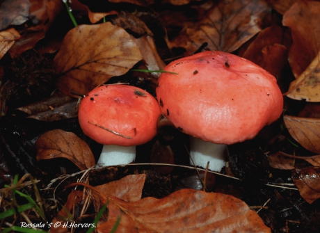 Russula