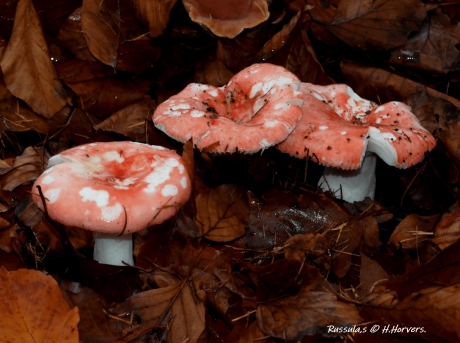Russula,s.