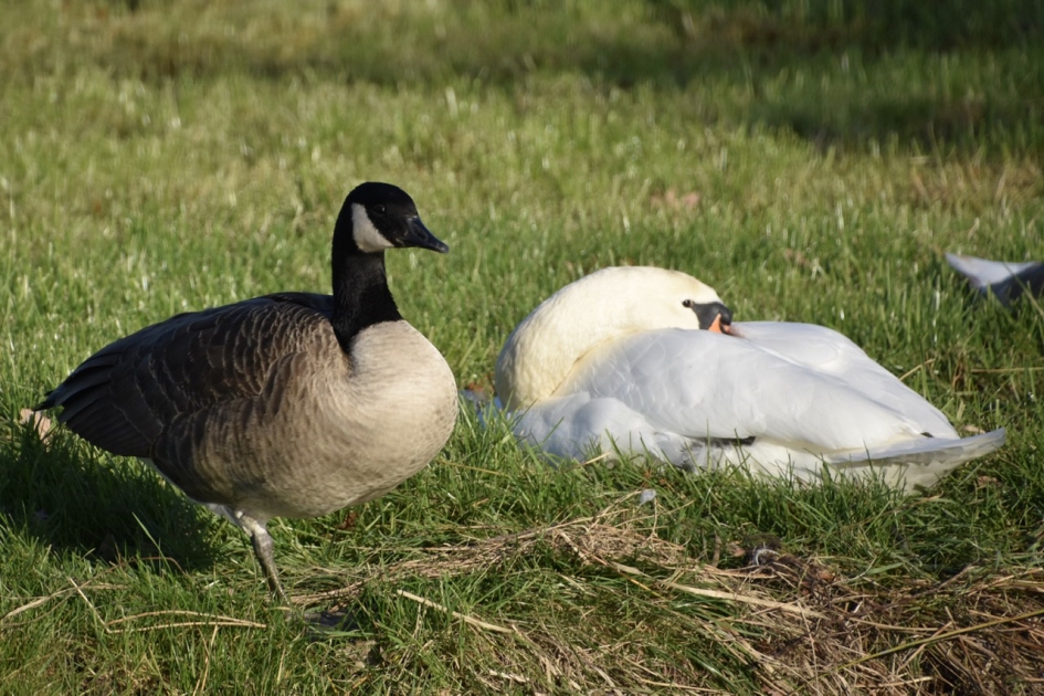 Samen...... - Vogels - 