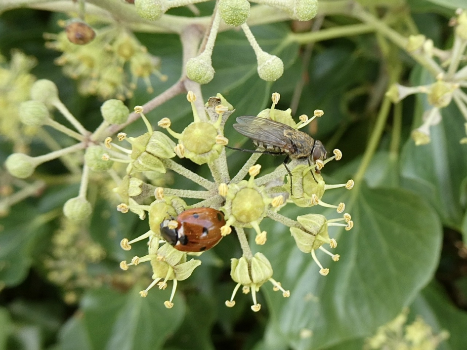 Samen in de zon..... - Geleedpotigen - 