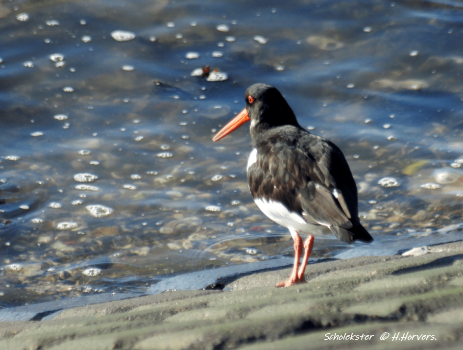 Scholekster - Vogels - Scholekster