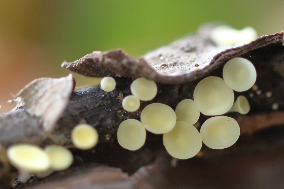 schotelontvangst - Schimmels - 