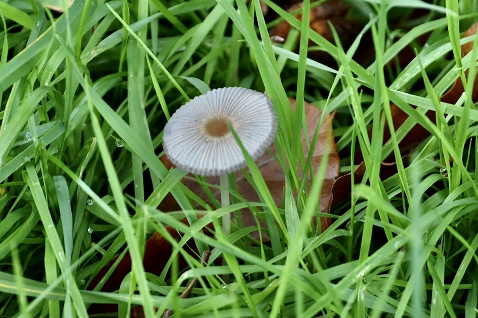 Schoteltje - Schimmels - 