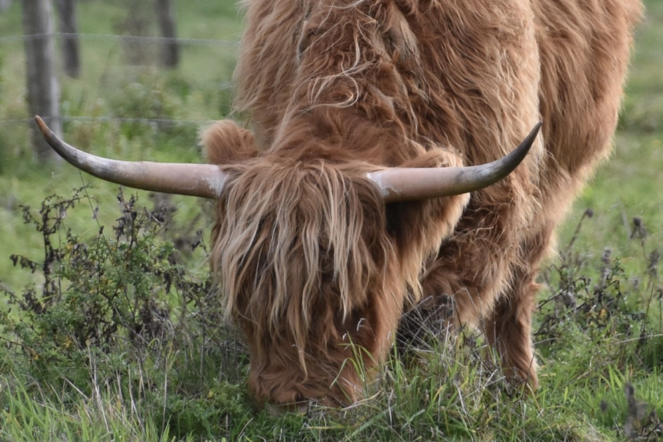 Schotse Hooglander - Zoogdieren - 