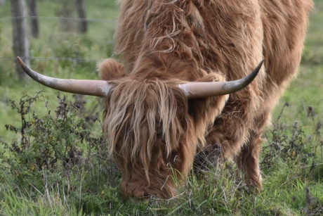 Schotse Hooglander