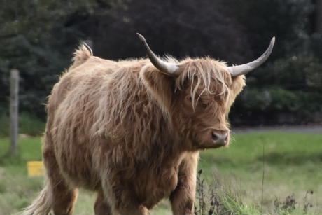 Schotse Hooglander