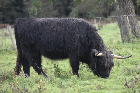 Schotse Hooglander