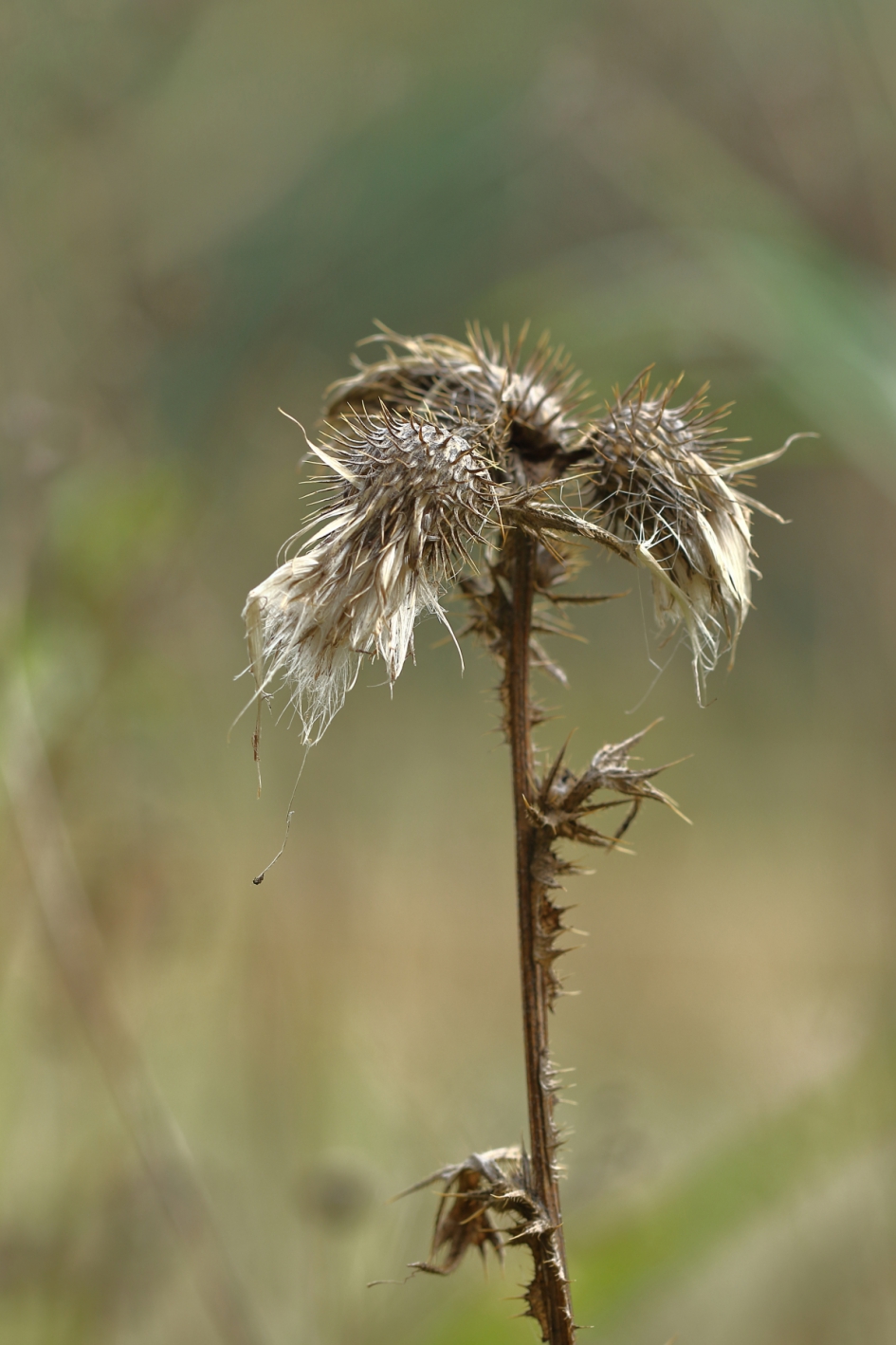 speerdistel - Planten - speerdistel