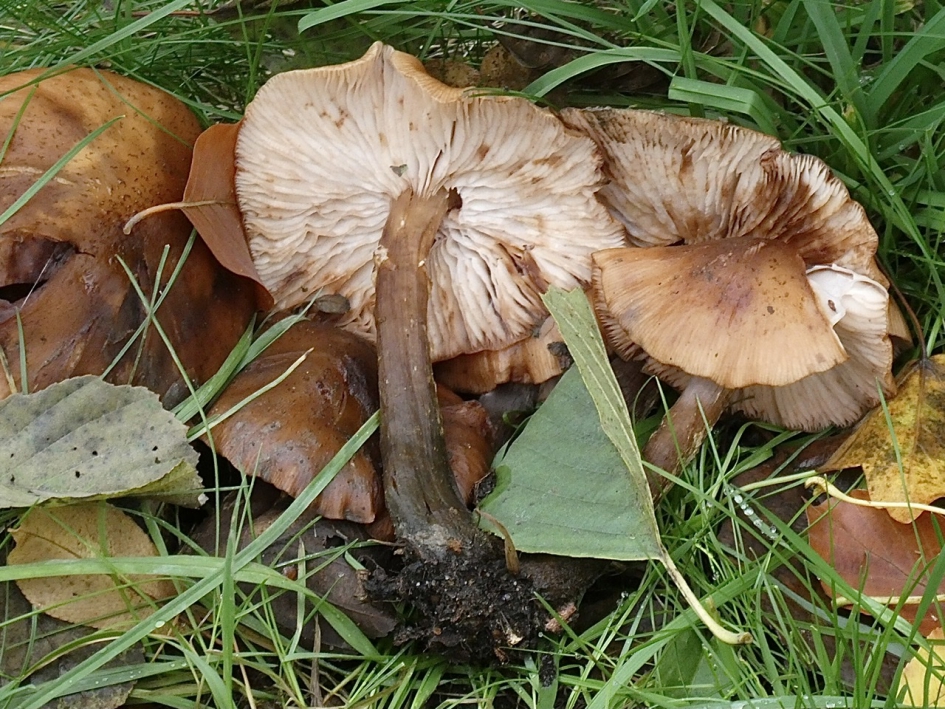 Seizoen voorbij.. - Schimmels - 