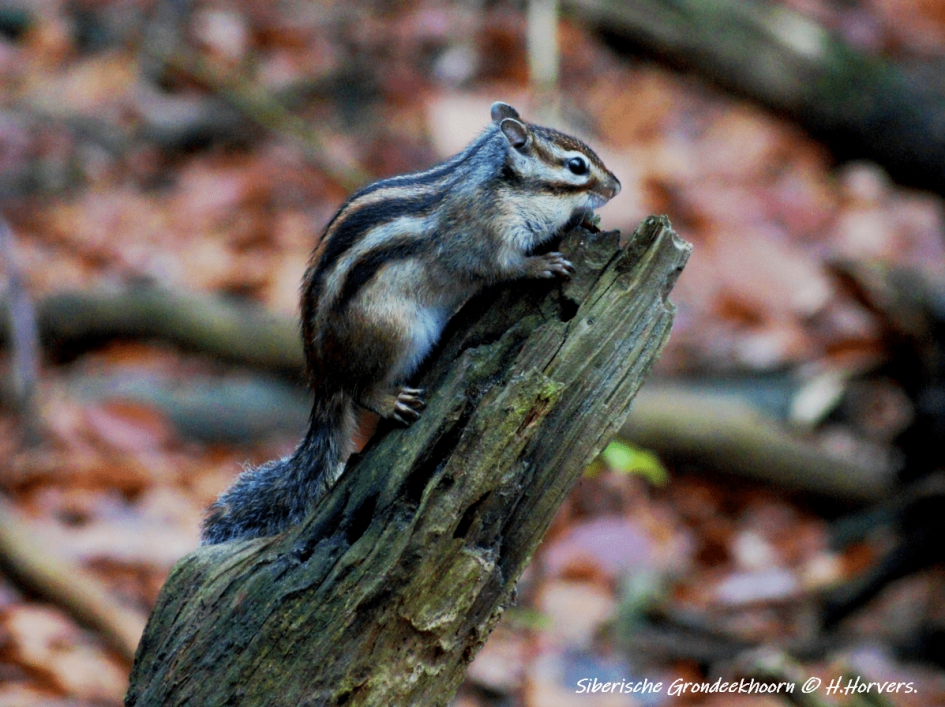 Siberische Grondeekhoorn (1) - Zoogdieren - Siberische Grondeekhoorn