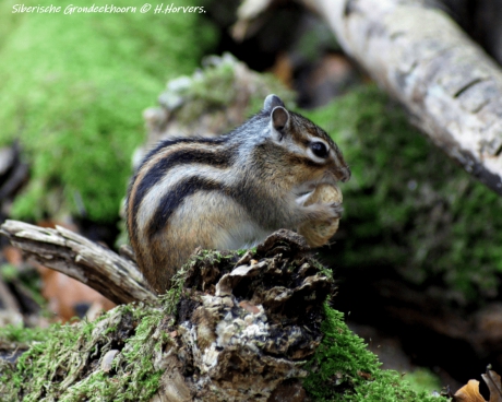Siberische Grondeekhoorn (2)