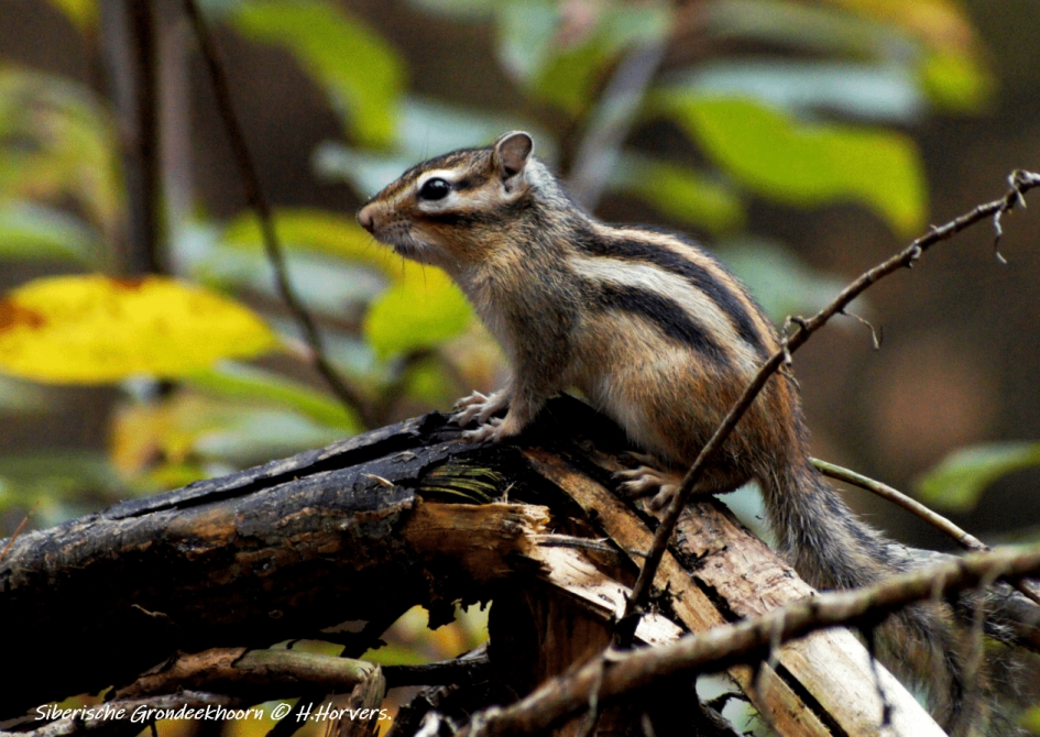 Siberische Grondeekhoorn (3) - Zoogdieren - Siberische Grondeekhoorn