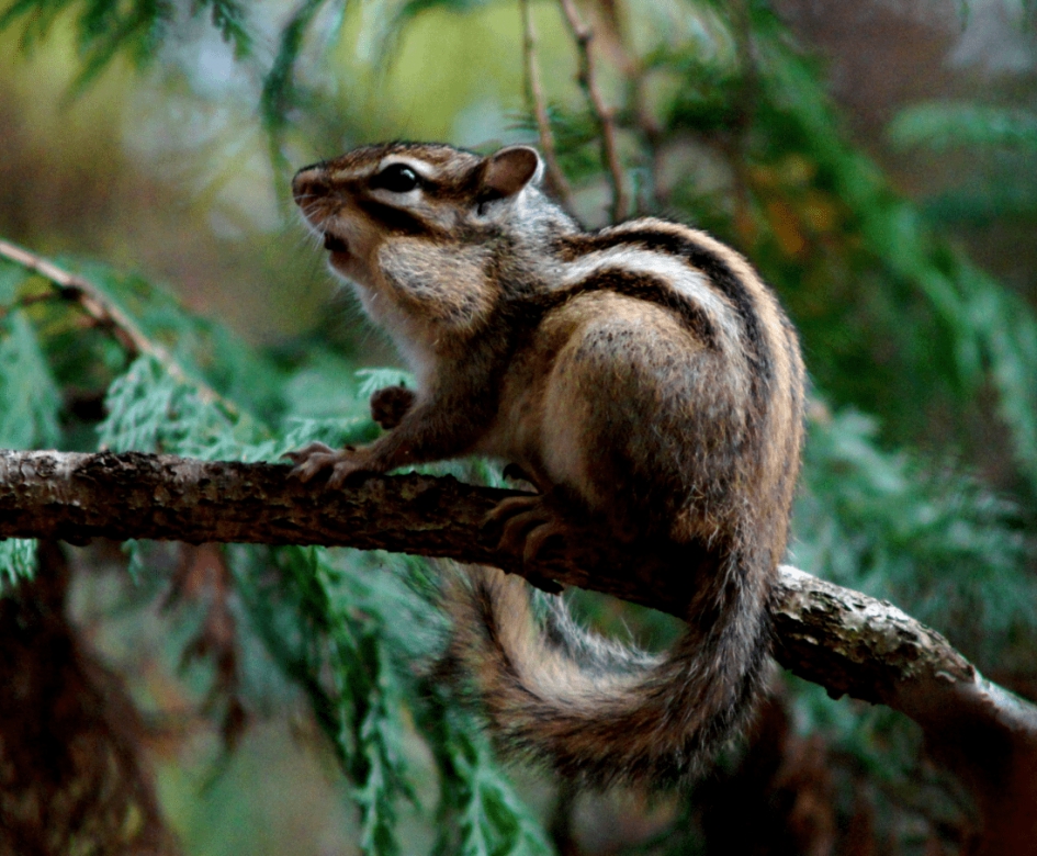 Siberische Grondeekhoorn - Zoogdieren - Siberische Grondeekhoorn