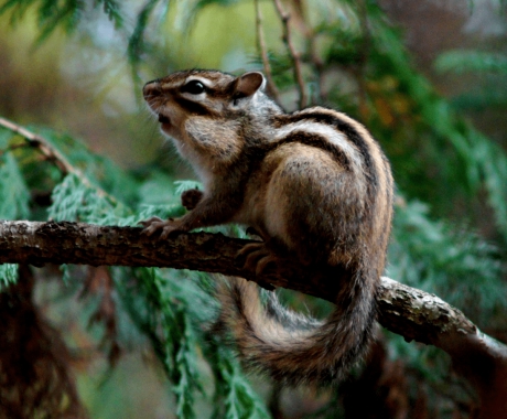 Siberische Grondeekhoorn