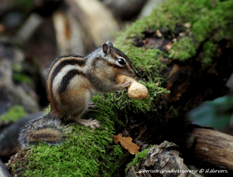 Siberische Grondeekhoorn - Zoogdieren - Siberische Grondeekhoorn