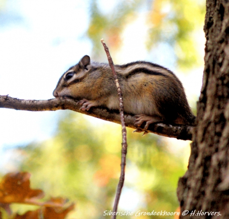 Siberische Grondeekhoorn