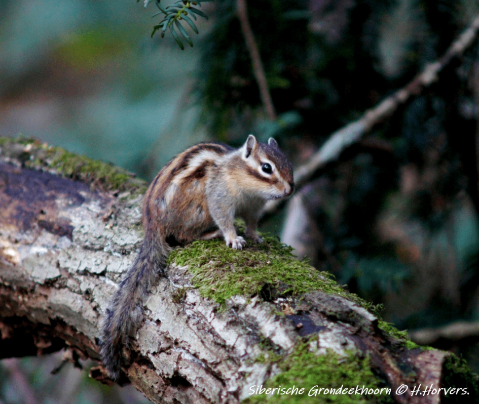 Siberische Grondeekhoorn - Zoogdieren - Siberische Grondeekhoorn