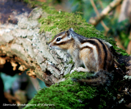 Siberische Grondeekhoorn