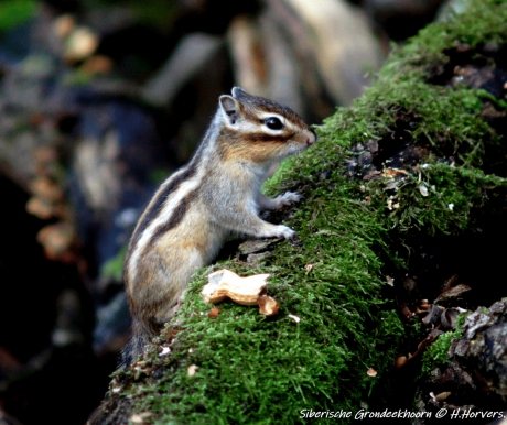 Siberische Grondeekhoorn