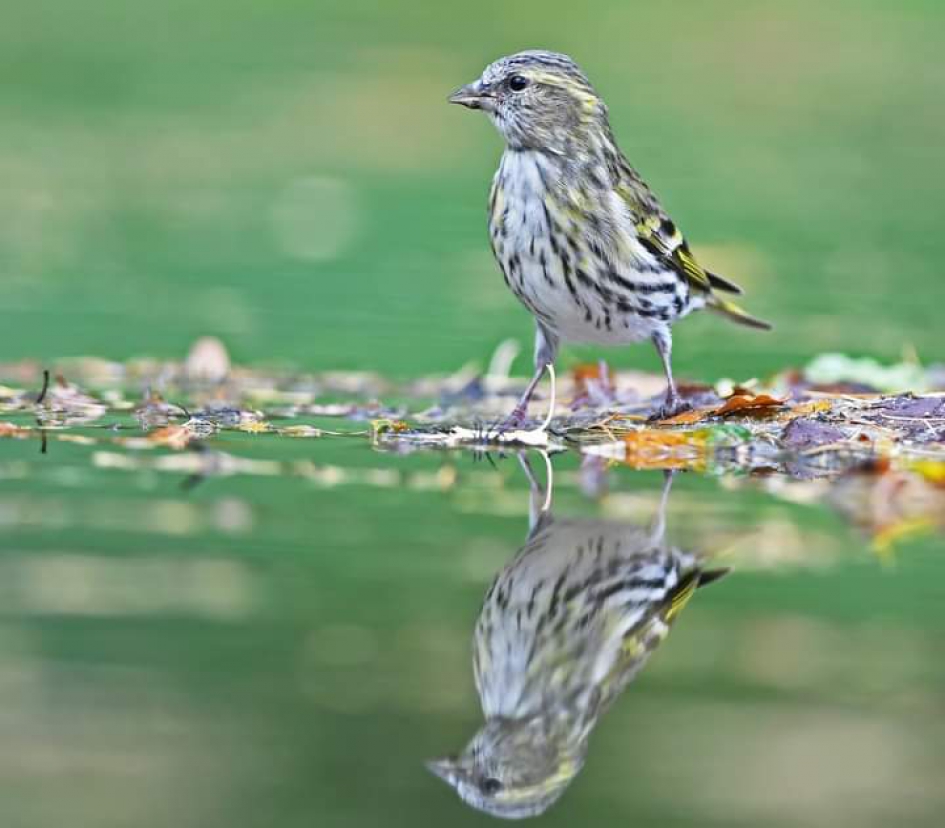 Sijs vrouw - Vogels - Sijs