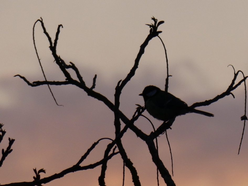 Silhouet - Vogels - 
