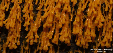 Slijmzwammetjes - Troskalknetje.