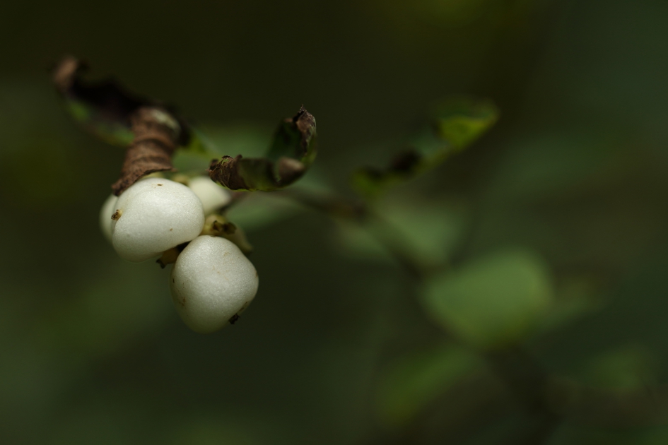 sneeuwbes - Planten - sneeuwbes