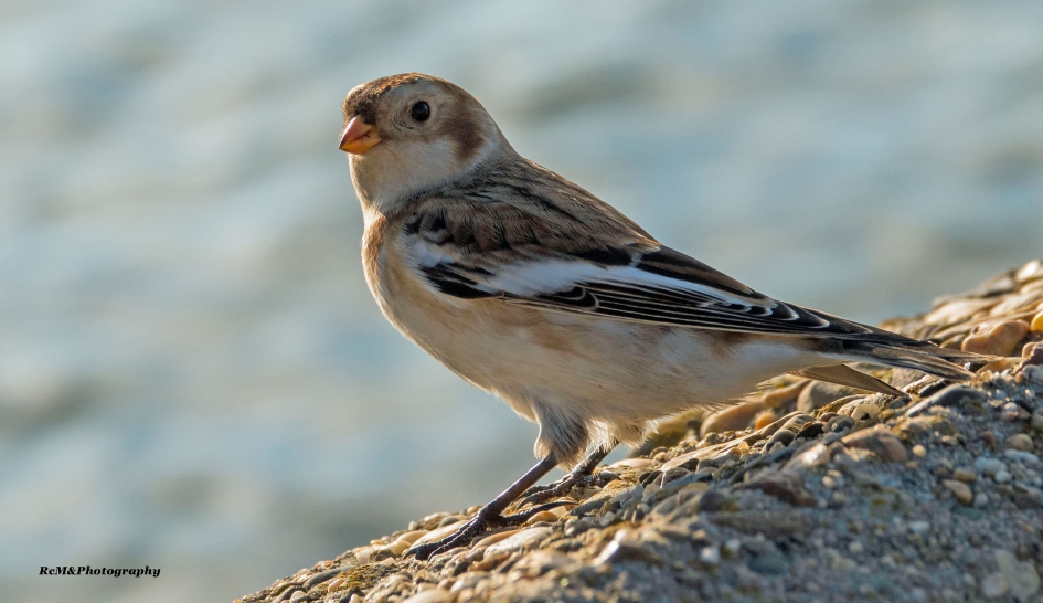 Sneeuwgors. - Vogels - Sneeuwgors.