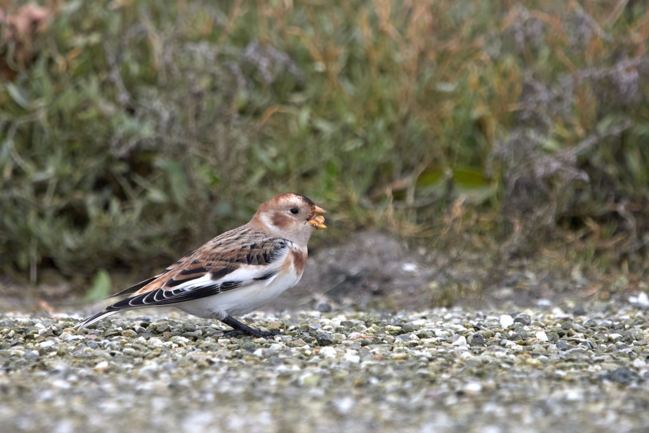 Sneeuwgors - Vogels - sneeuwgors