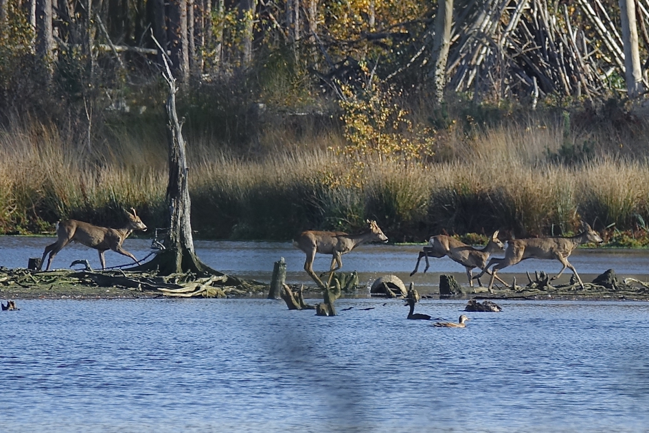 Snelste route is door het ven - Zoogdieren - Ree