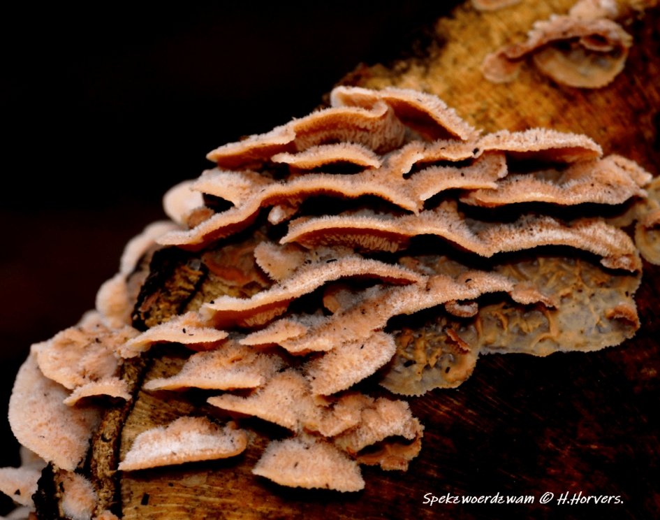 Spekzwoerdzwam - Schimmels - Spekzwoerdzwam